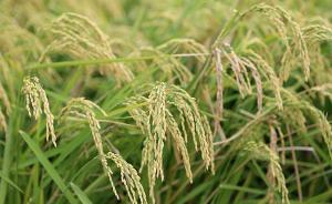 争鸣｜盐碱农业专家谈“海水稻”：盐碱地种水稻四千年前就有