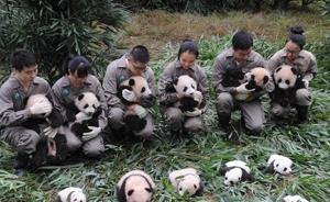 今年大熊猫保护研究中心繁育大熊猫42只，数量创历史最高