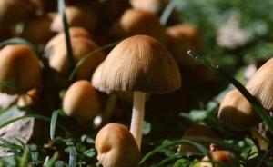 国务院食安办：强化做好防控野生蘑菇中毒工作