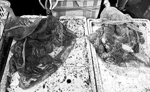 南京商贩卖国家二级保护动物虎纹蛙两百只，森林公安查获放生