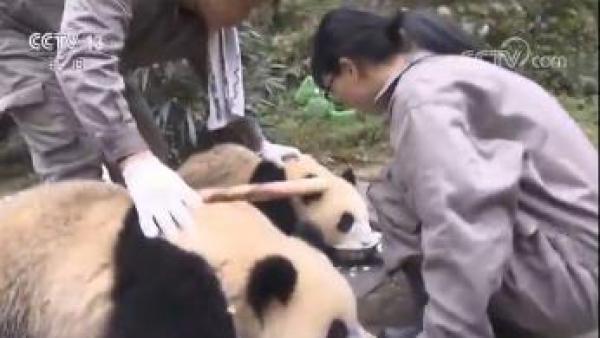大熊猫宝宝繁育记：饲养员成奶爸奶妈