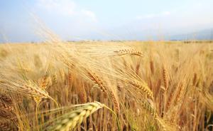 中国专家破解本土小麦品质的“生命密码”，育成18个新品种