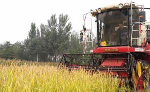 袁隆平旱稻在河北阜城县试种成功，最好品种亩产达450公斤