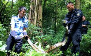 云南森警放生3条一级保护动物缅甸蟒，最大的长3米重42斤