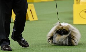 宠物市场纯种犬逐年走红，有赛级犬拿一次国际冠军身价涨百倍