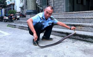 眼镜蛇窜入小区电梯间，云南景洪警方抓获后移交动物救助站