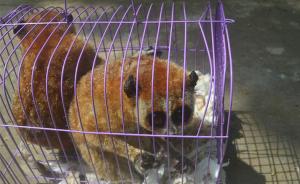 广西破获一起重特大非法运输珍贵濒危野生动物案，1人被捕