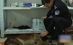 奇迹！南宁服役最久警犬：从瘫痪到站起