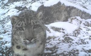 四川卧龙：监测获得雪豹、绿尾红雉等大量珍稀动物照片视频