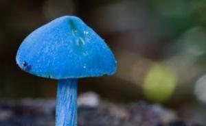 云南省勐宋乡发现蓝色蘑菇新品种，“蓝瘦香菇”家族添新成员