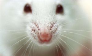 小鼠新型全能干细胞问世，由最初期胚胎育成