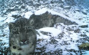 中国最大规模雪豹调查完成：在四川卧龙拍到五百余张雪豹照片