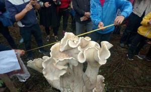 腾冲发现“巨无霸”蘑菇：高一米重百斤