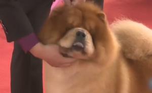 全国全犬种“选美”赛:长相身高都考核