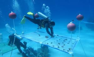中国科学家在南海海底“植树造林”种珊瑚，已播下十万平方米