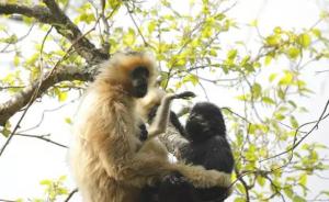 国际长臂猿日｜中国分布有全球20种长臂猿的6种，仅千余只