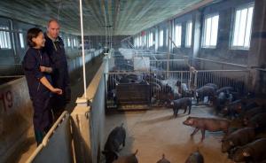 国际动保组织：提升农场动物福利是保障人们“舌尖上的安全”