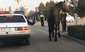 马儿受惊闹市狂奔,民警抓住缰绳制服