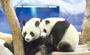 台北市立动物园架电网，大熊猫团团圆圆中招触电