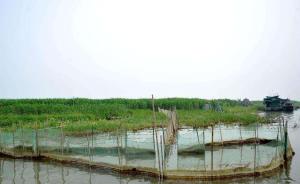 湖南沅江拆除70平方公里“迷魂阵”，恢复洞庭湖渔业资源
