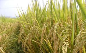 中国“绿色超级稻”新品种累计推广面积9000万亩