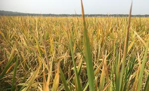 张启发谈绿色超级稻十周年：累计推广九千万亩，不含转基因