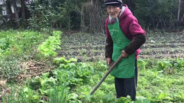 四川百岁老人五世同堂，还种着三分菜地