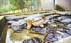 郑州野生动物救护站“龟满成患”，因不能随意放生只能养着