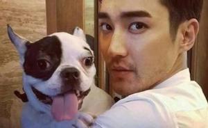 韩国明星崔始源爱犬将邻居咬伤致死，仅被罚300元被指太轻