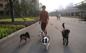 湖南长沙职业遛狗人按小时收费，开工作室月入过万