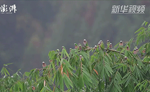 瑞丽下了一场“鹦鹉雨”,火了摄影圈