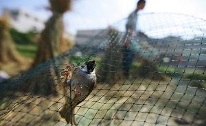 辽宁民间护鸟志愿者一年半解救2万余只鸟，救鸟曾被斧头砍伤
