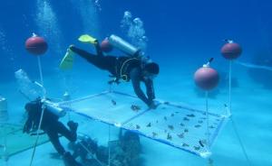 中国科学家在南海“植树造林”种珊瑚