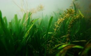 中科院研究发现：沉水植被对富营养化湖泊底泥脱氮无显著效果