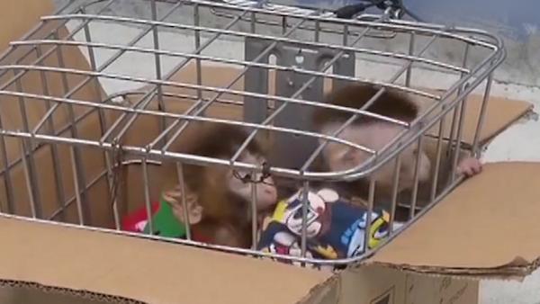 监控曝光：诱捕猕猴当宠物，夫妻俩被抓