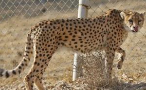 亚洲猎豹仅剩约50只移居伊朗沙漠地区，当地尽最后努力保育