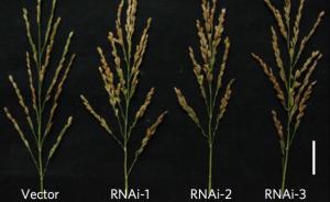 中国科学家发现一水稻基因在自然界发生变异，可增产15%！