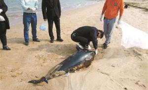长江江豚科考时隔5年再启动，今年已发现21头江豚死亡