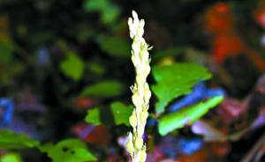 北京发现野生兰花新种，刷新世界“无喙兰属”记录