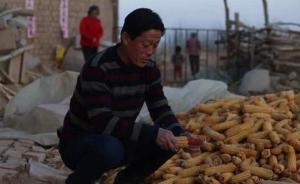 内蒙古农民收购玉米获刑改判无罪后，最近又收了15万斤