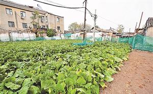 北京前门现“黄金菜地”：周边房价超十万，种出蔬菜送居民