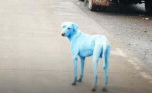 印度孟买郊区出现“蓝色狗”，当地官员：被工厂直排污水染蓝