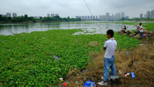 汉江水葫芦泛滥，武汉市民江边钓鱼游泳