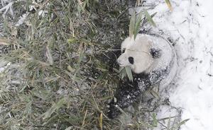 陕西：实拍秦岭野生大熊猫雪中吃竹子