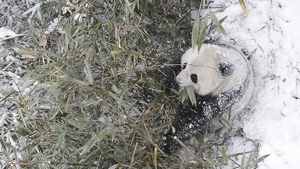 陕西：实拍秦岭野生大熊猫雪中吃竹子