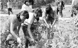 杭州一大学农学院下地种菜成必修课：种不出萝卜番薯毕不了业