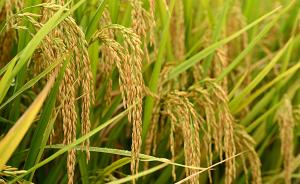 日本首次收获野外种植的转基因水稻，目标：产量提高两成