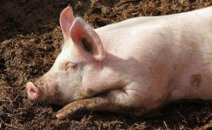 变病死猪为有机肥：湖南浏阳无害化处理中心日处理能力20吨