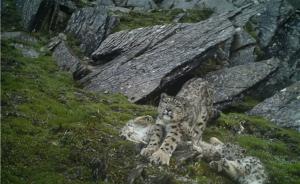 四川首次拍到四只雪豹同框画面，三台红外相机记录一家四口