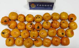 陕西检验检疫局截获美国邮寄物，内装32只新鲜柿子部分腐烂